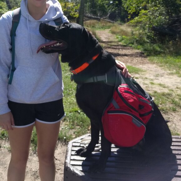 RuffWear Web Master Dog Harness and Palisades Backpack Bag size L/XL - Picture 15 of 15